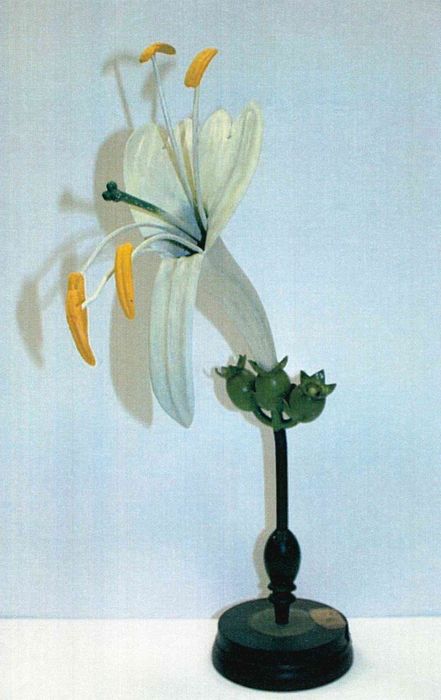 modèle de fleur articulé Brendel : chèvrefeuille des jardins - © Ministère de la Culture (France), Direction Régionale des Affaires Culturelles de Bourgogne-Franche-Comté – Tous droits réservés
