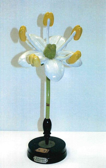 modèle de fleur articulé Brendel : sureau noir - © Ministère de la Culture (France), Direction Régionale des Affaires Culturelles de Bourgogne-Franche-Comté – Tous droits réservés