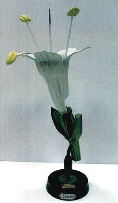 modèle de fleur articulé Brendel : valériane officinale - © Ministère de la Culture (France), Direction Régionale des Affaires Culturelles de Bourgogne-Franche-Comté – Tous droits réservés