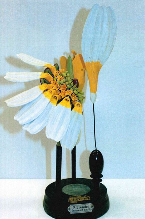 modèle de fleur articulé Brendel : anthémis fétide - © Ministère de la Culture (France), Direction Régionale des Affaires Culturelles de Bourgogne-Franche-Comté – Tous droits réservés