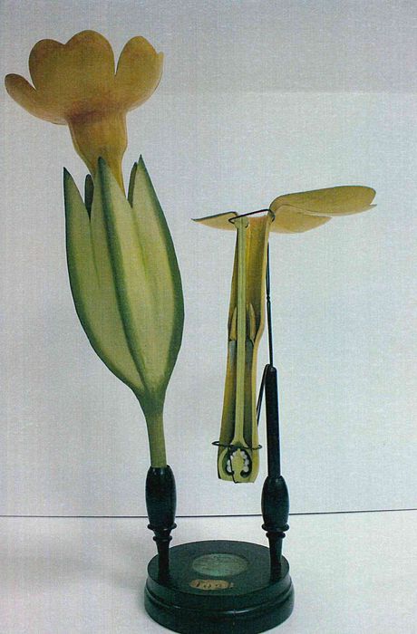 modèle de fleur articulé Brendel : primevère officinale - © Ministère de la Culture (France), Direction Régionale des Affaires Culturelles de Bourgogne-Franche-Comté – Tous droits réservés