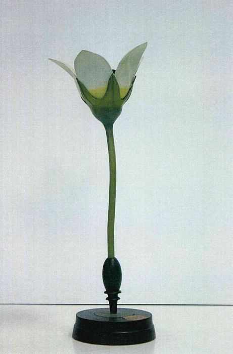 modèle de fleur articulé Brendel : dompte-venin - © Ministère de la Culture (France), Direction Régionale des Affaires Culturelles de Bourgogne-Franche-Comté – Tous droits réservés