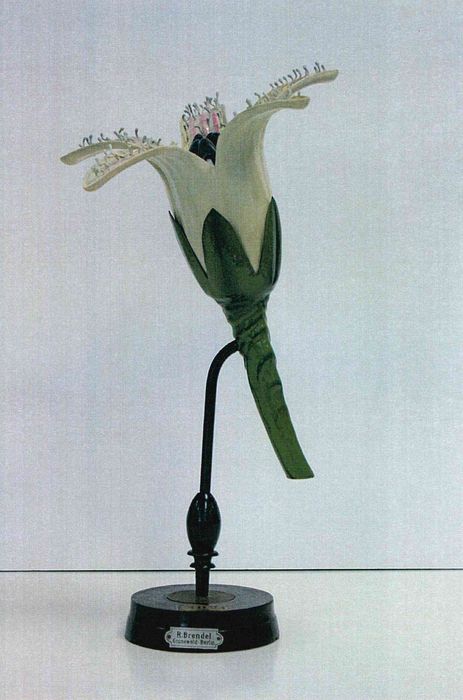 modèle de fleur articulé Brendel : trèfle d'eau - © Ministère de la Culture (France), Direction Régionale des Affaires Culturelles de Bourgogne-Franche-Comté – Tous droits réservés