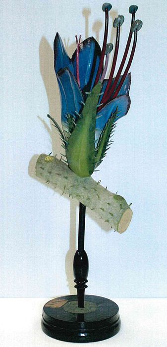 modèle de fleur articulé Brendel : vipérine - © Ministère de la Culture (France), Direction Régionale des Affaires Culturelles de Bourgogne-Franche-Comté – Tous droits réservés