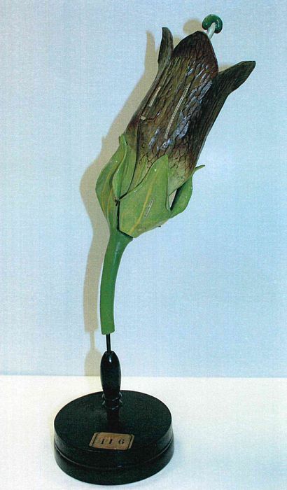 modèle de fleur articulé Brendel : belladone - © Ministère de la Culture (France), Direction Régionale des Affaires Culturelles de Bourgogne-Franche-Comté – Tous droits réservés