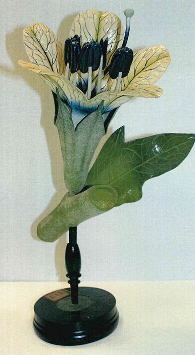 modèle de fleur articulé Brendel : jusquiame noire - © Ministère de la Culture (France), Direction Régionale des Affaires Culturelles de Bourgogne-Franche-Comté – Tous droits réservés