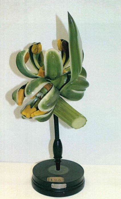 modèle de fleur articulé Brendel : betterave ou blette - © Ministère de la Culture (France), Direction Régionale des Affaires Culturelles de Bourgogne-Franche-Comté – Tous droits réservés