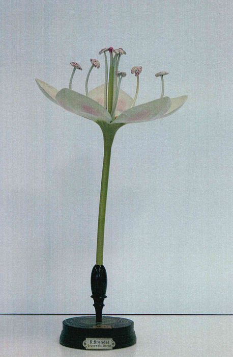 modèle de fleur articulé Brendel : sarrasin - © Ministère de la Culture (France), Direction Régionale des Affaires Culturelles de Bourgogne-Franche-Comté – Tous droits réservés