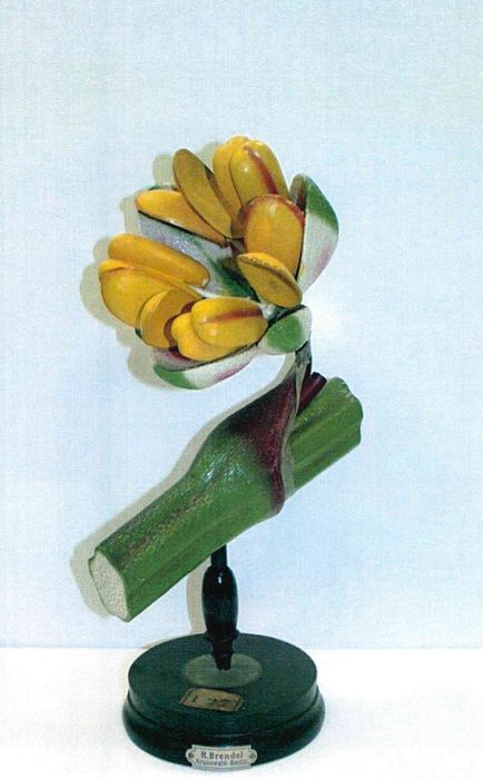 modèle de fleur articulé Brendel : petite oseille - © Ministère de la Culture (France), Direction Régionale des Affaires Culturelles de Bourgogne-Franche-Comté – Tous droits réservés