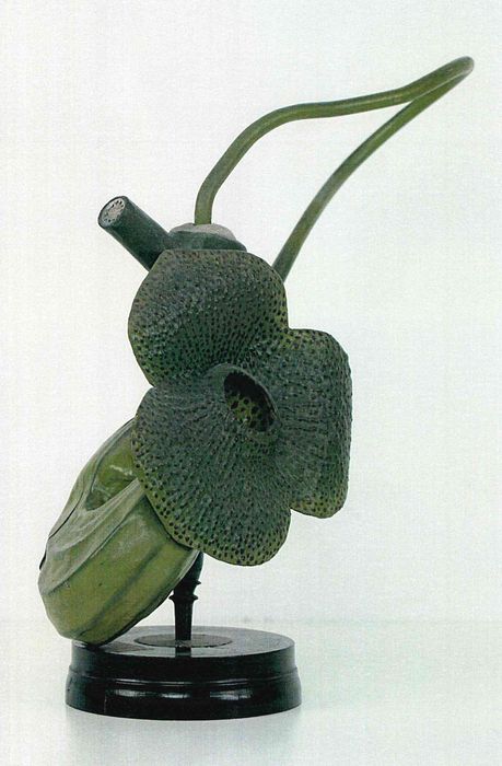 modèle de fleur articulé Brendel : aristoloche syphon - © Ministère de la Culture (France), Direction Régionale des Affaires Culturelles de Bourgogne-Franche-Comté – Tous droits réservés