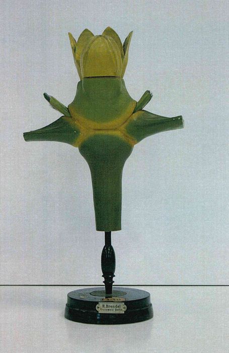 modèle de fleur articulé Brendel : gui - © Ministère de la Culture (France), Direction Régionale des Affaires Culturelles de Bourgogne-Franche-Comté – Tous droits réservés