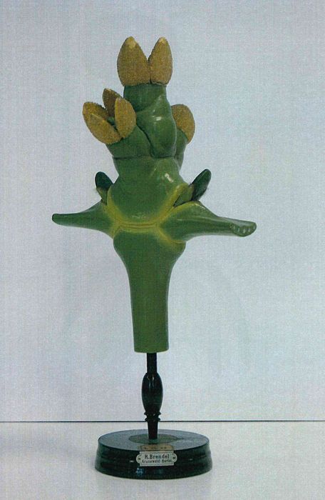 modèle de fleur articulé Brendel : gui - © Ministère de la Culture (France), Direction Régionale des Affaires Culturelles de Bourgogne-Franche-Comté – Tous droits réservés