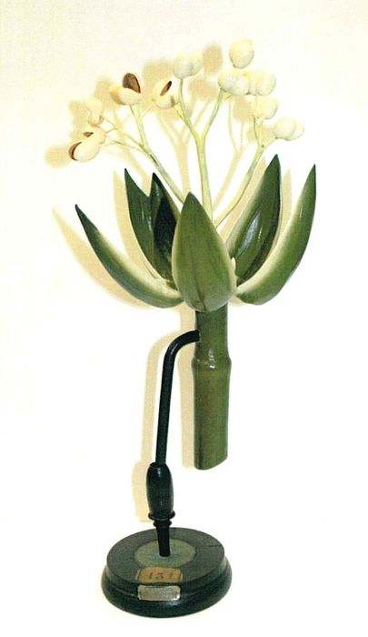 modèle de fleur articulé Brendel : ricin commun - © Ministère de la Culture (France), Direction Régionale des Affaires Culturelles de Bourgogne-Franche-Comté – Tous droits réservés