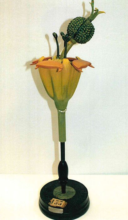 modèle de fleur articulé Brendel : euphorbe petit-cyprès - © Ministère de la Culture (France), Direction Régionale des Affaires Culturelles de Bourgogne-Franche-Comté – Tous droits réservés