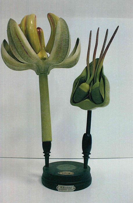 modèle de fleur articulé Brendel : houblon - © Ministère de la Culture (France), Direction Régionale des Affaires Culturelles de Bourgogne-Franche-Comté – Tous droits réservés