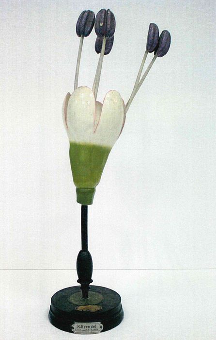 modèle de fleur articulé Brendel : orme champêtre - © Ministère de la Culture (France), Direction Régionale des Affaires Culturelles de Bourgogne-Franche-Comté – Tous droits réservés