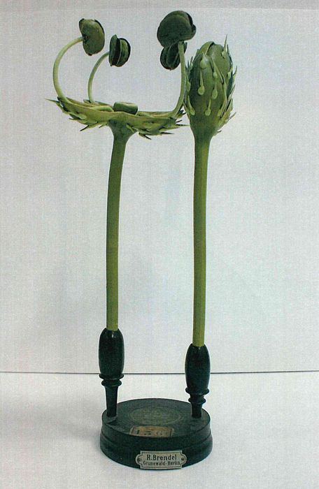 modèle de fleur articulé Brendel : grande ortie - © Ministère de la Culture (France), Direction Régionale des Affaires Culturelles de Bourgogne-Franche-Comté – Tous droits réservés