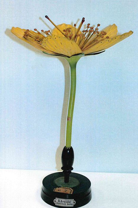modèle de fleur articulé Brendel : millepertuis - © Ministère de la Culture (France), Direction Régionale des Affaires Culturelles de Bourgogne-Franche-Comté – Tous droits réservés