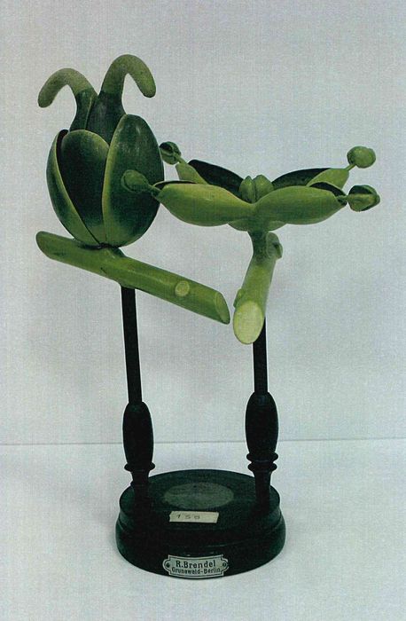modèle de fleur articulé Brendel : mûrier noir - © Ministère de la Culture (France), Direction Régionale des Affaires Culturelles de Bourgogne-Franche-Comté – Tous droits réservés