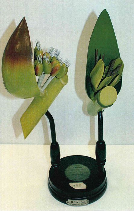 modèle de fleur articulé Brendel : charme commun - © Ministère de la Culture (France), Direction Régionale des Affaires Culturelles de Bourgogne-Franche-Comté – Tous droits réservés