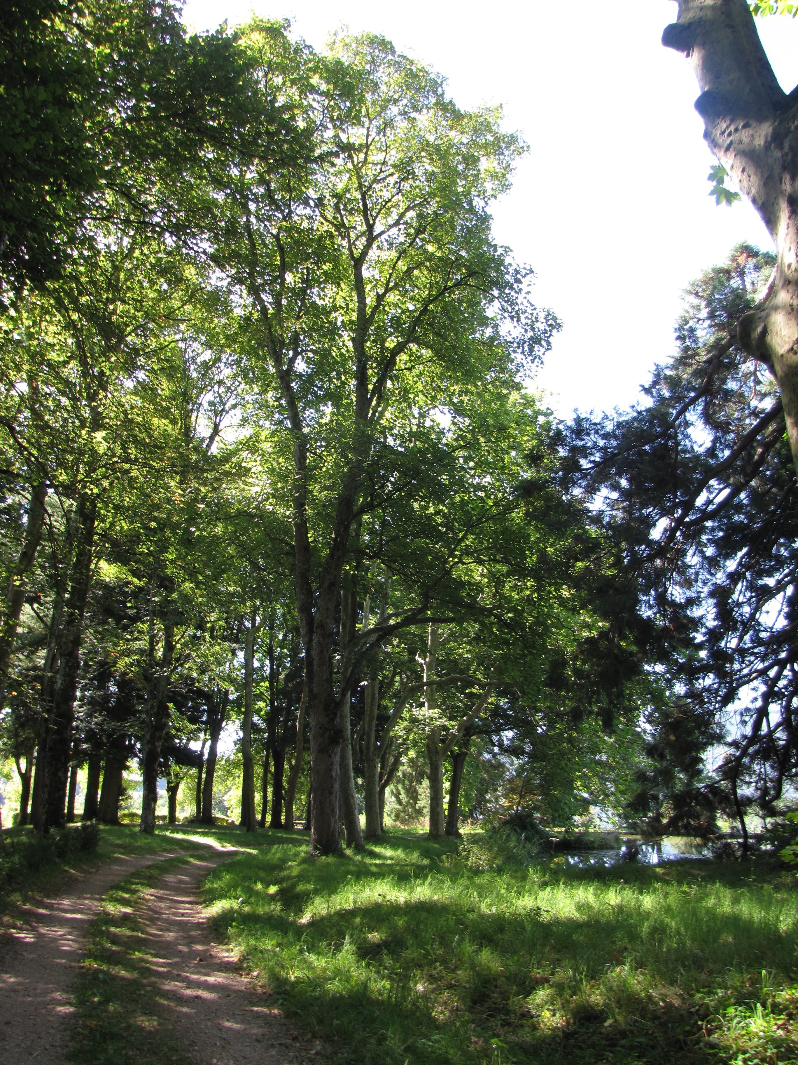 parc, allée d’accès sud