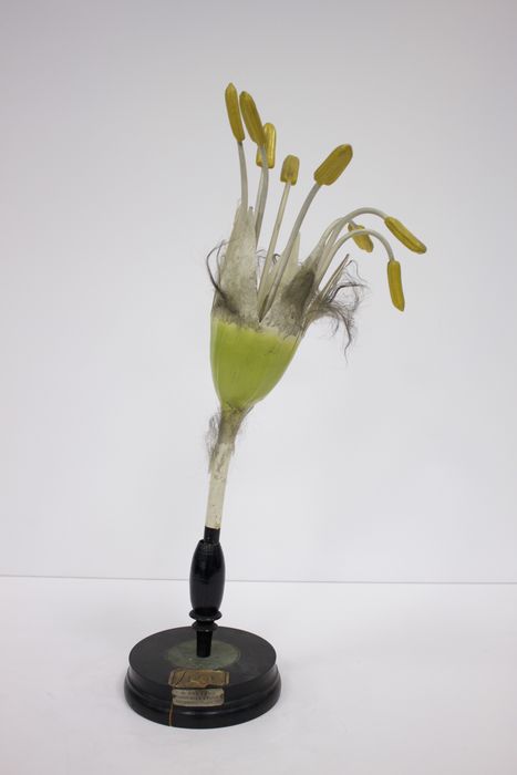 modèle de fleur articulé Brendel : hêtre - © Ministère de la Culture (France), Direction Régionale des Affaires Culturelles de Bourgogne-Franche-Comté – Tous droits réservés