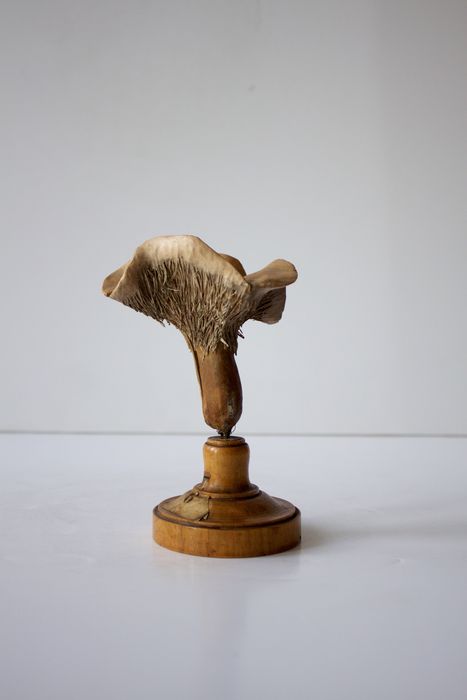 modèle de fleur articulé Brendel : hydne - © Ministère de la Culture (France), Direction Régionale des Affaires Culturelles de Bourgogne-Franche-Comté – Tous droits réservés