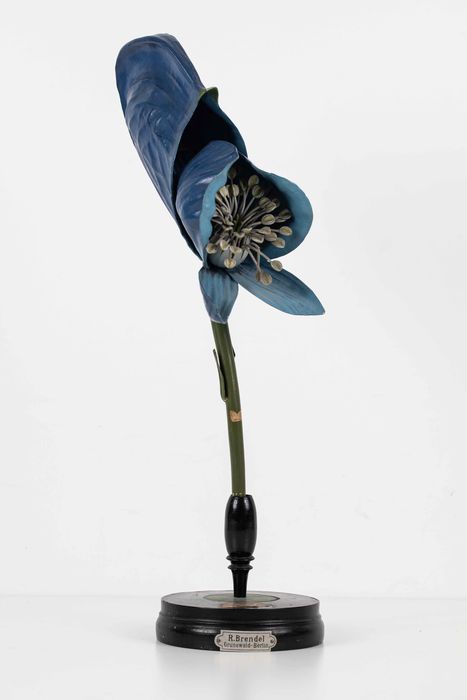 modèle de fleur articulé Brendel : aconit - © Ministère de la Culture (France), Direction Régionale des Affaires Culturelles de Bourgogne-Franche-Comté – Tous droits réservés