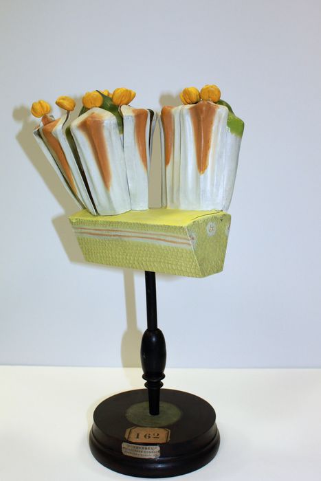 modèle de fleur articulé Brendel : acore odorant - © Ministère de la Culture (France), Direction Régionale des Affaires Culturelles de Bourgogne-Franche-Comté – Tous droits réservés