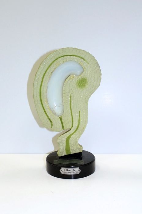 modèle de fleur articulé Brendel : anatropes - © Ministère de la Culture (France), Direction Régionale des Affaires Culturelles de Bourgogne-Franche-Comté – Tous droits réservés