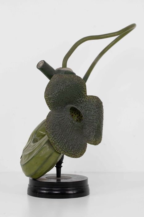 modèle de fleur articulé Brendel : aristoloche syphon - © Ministère de la Culture (France), Direction Régionale des Affaires Culturelles de Bourgogne-Franche-Comté – Tous droits réservés 