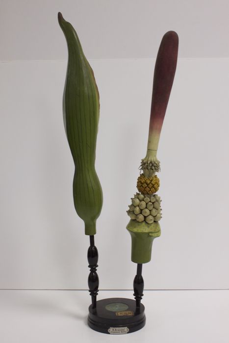 modèle de fleur articulé Brendel : arum tacheté - © Ministère de la Culture (France), Direction Régionale des Affaires Culturelles de Bourgogne-Franche-Comté – Tous droits réservés