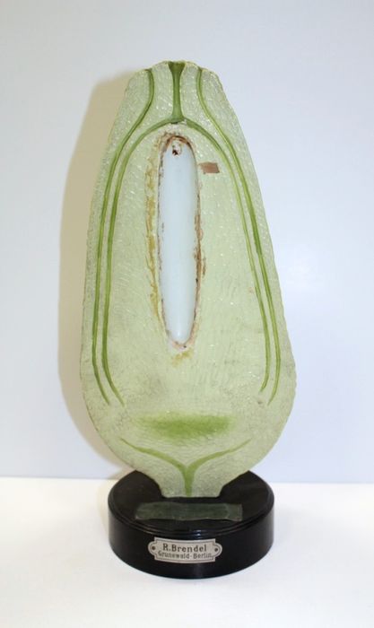 modèle de fleur articulé Brendel : atrope - © Ministère de la Culture (France), Direction Régionale des Affaires Culturelles de Bourgogne-Franche-Comté – Tous droits réservés
