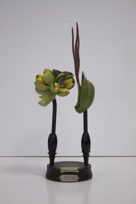 modèle de fleur articulé Brendel : aulne glutineux - © Ministère de la Culture (France), Direction Régionale des Affaires Culturelles de Bourgogne-Franche-Comté – Tous droits réservés