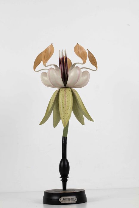 modèle de fleur articulé Brendel : cacaoyer - © Ministère de la Culture (France), Direction Régionale des Affaires Culturelles de Bourgogne-Franche-Comté – Tous droits réservés 