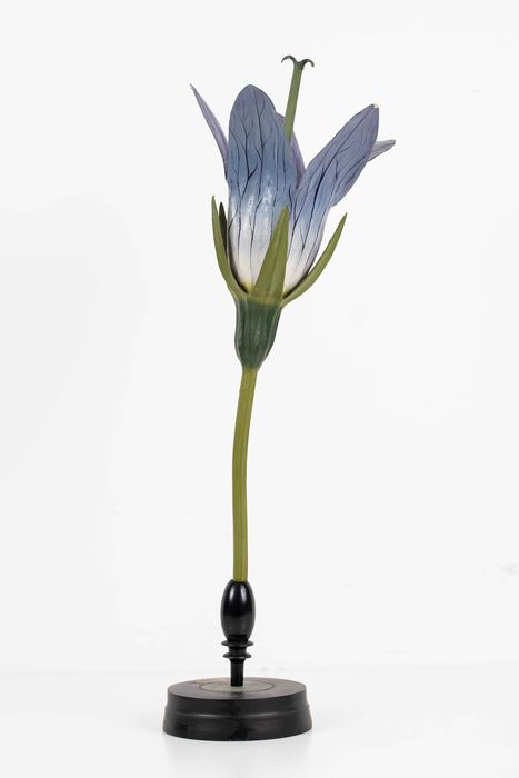 modèle de fleur articulé Brendel : campanule fausse raiponce - © Ministère de la Culture (France), Direction Régionale des Affaires Culturelles de Bourgogne-Franche-Comté – Tous droits réservés 