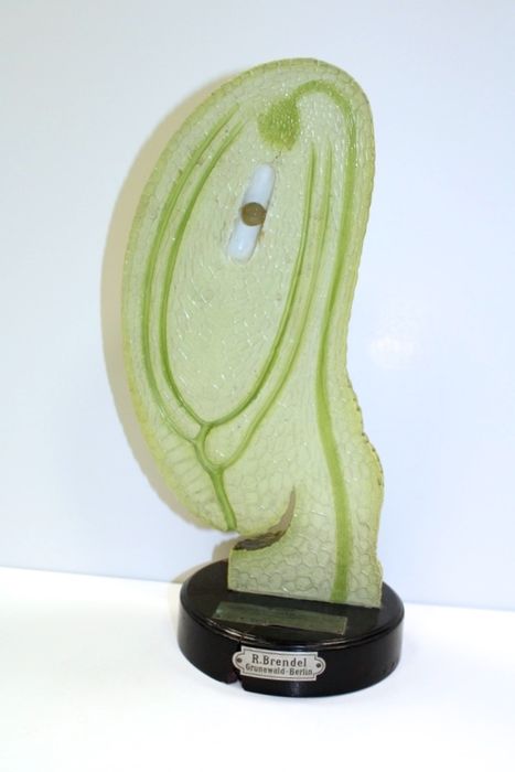 modèle de fleur articulé Brendel : campylotropes - © Ministère de la Culture (France), Direction Régionale des Affaires Culturelles de Bourgogne-Franche-Comté – Tous droits réservés