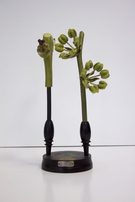 modèle de fleur articulé Brendel : chêne pédonculé - © Ministère de la Culture (France), Direction Régionale des Affaires Culturelles de Bourgogne-Franche-Comté – Tous droits réservés
