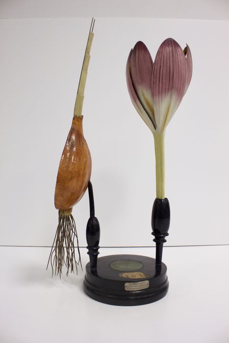 modèle de fleur articulé Brendel : colchique d'automne - © Ministère de la Culture (France), Direction Régionale des Affaires Culturelles de Bourgogne-Franche-Comté – Tous droits réservés