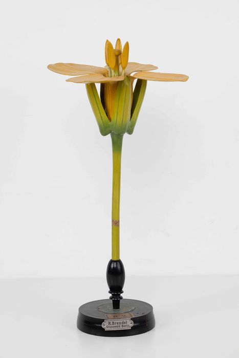 modèle de fleur articulé Brendel : colza - © Ministère de la Culture (France), Direction Régionale des Affaires Culturelles de Bourgogne-Franche-Comté – Tous droits réservés