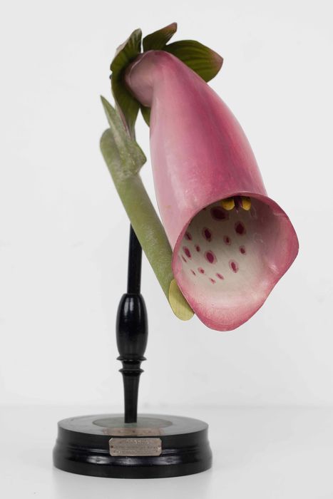 modèle de fleur articulé Brendel : digitale pourpre - © Ministère de la Culture (France), Direction Régionale des Affaires Culturelles de Bourgogne-Franche-Comté – Tous droits réservés 