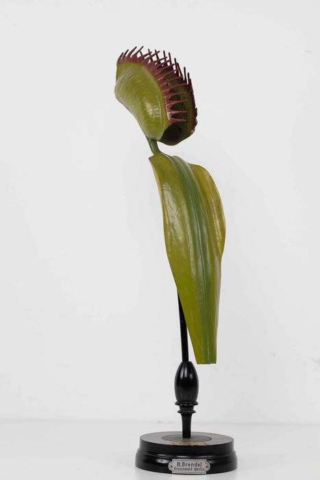 modèle de fleur articulé Brendel : dionée attrape-mouche - © Ministère de la Culture (France), Direction Régionale des Affaires Culturelles de Bourgogne-Franche-Comté – Tous droits réservés