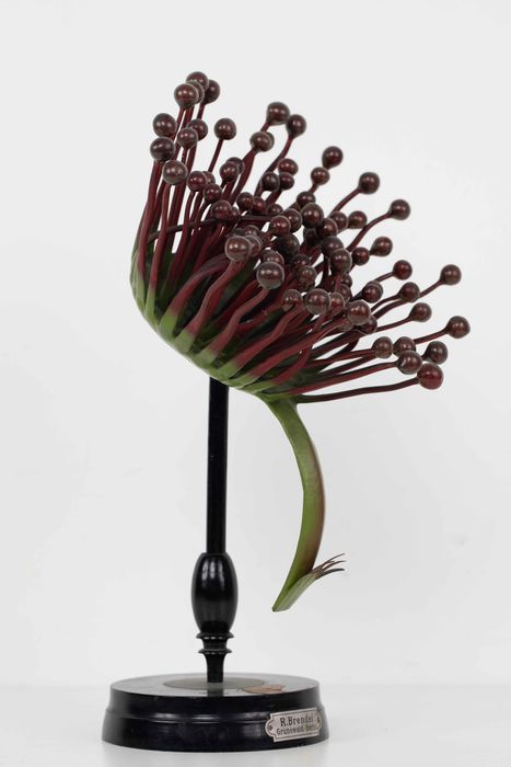 modèle de fleur articulé Brendel : droséra à feuille ronde - © Ministère de la Culture (France), Direction Régionale des Affaires Culturelles de Bourgogne-Franche-Comté – Tous droits réservés