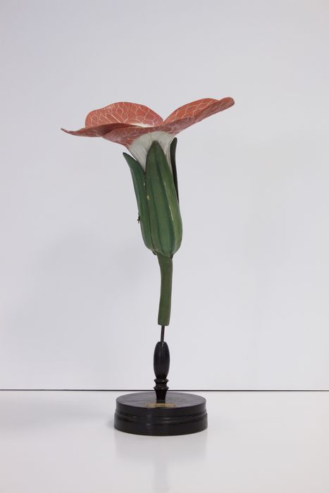 modèle de fleur articulé Brendel : fleur de giroflée - © Ministère de la Culture (France), Direction Régionale des Affaires Culturelles de Bourgogne-Franche-Comté – Tous droits réservés