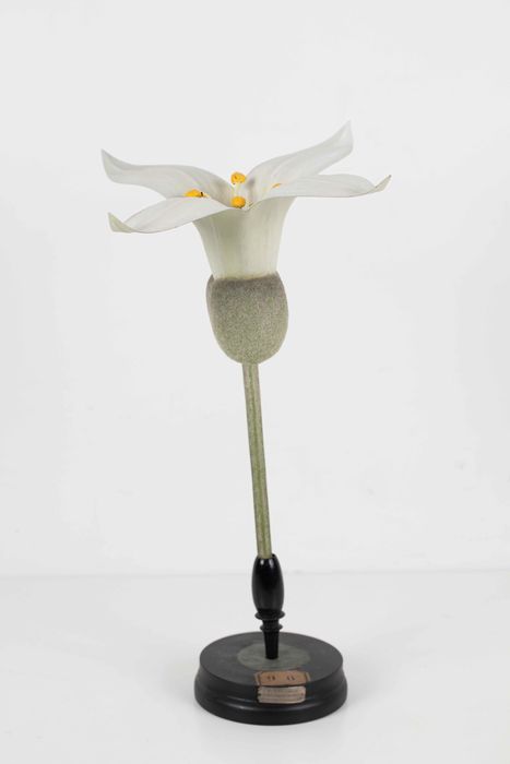 modèle de fleur articulé Brendel : gaillet ou aspérule odorant