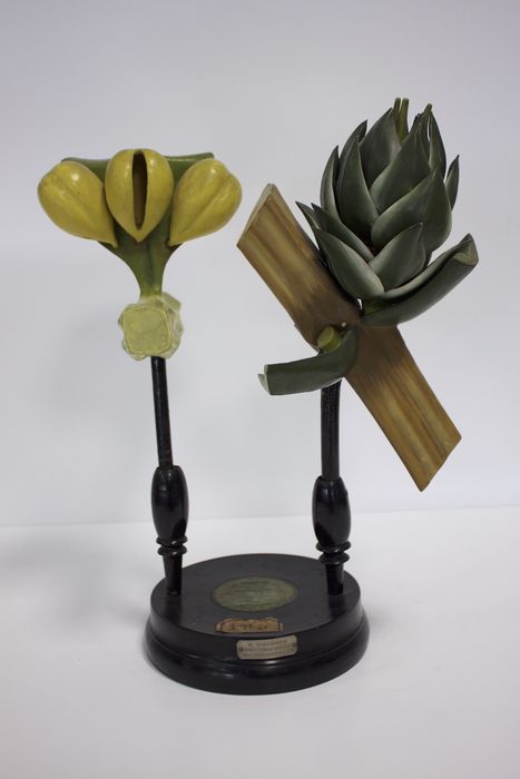 modèle de fleur articulé Brendel : genévrier commun - © Ministère de la Culture (France), Direction Régionale des Affaires Culturelles de Bourgogne-Franche-Comté – Tous droits réservés