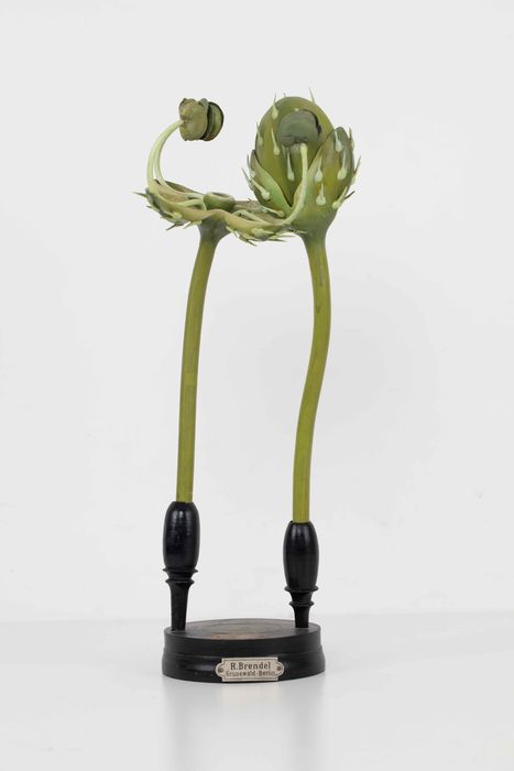 modèle de fleur articulé Brendel : grande ortie - © Ministère de la Culture (France), Direction Régionale des Affaires Culturelles de Bourgogne-Franche-Comté – Tous droits réservés 