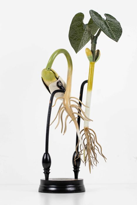 modèle de fleur articulé Brendel : haricot - © Ministère de la Culture (France), Direction Régionale des Affaires Culturelles de Bourgogne-Franche-Comté – Tous droits réservés