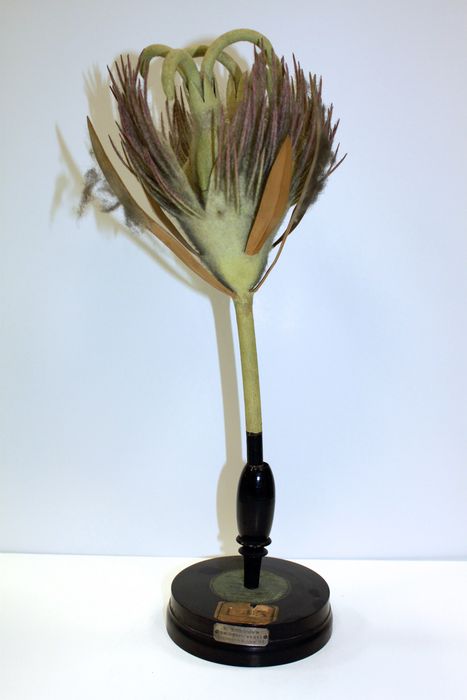 modèle de fleur articulé Brendel : hêtre - © Ministère de la Culture (France), Direction Régionale des Affaires Culturelles de Bourgogne-Franche-Comté – Tous droits réservés