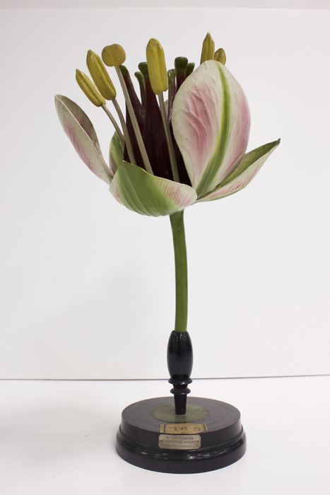 modèle de fleur articulé Brendel : jonc fleuri - © Ministère de la Culture (France), Direction Régionale des Affaires Culturelles de Bourgogne-Franche-Comté – Tous droits réservés